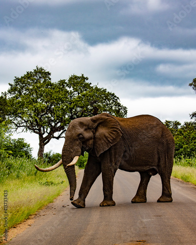 african elephant in kruger national park