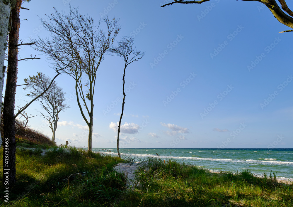 Fototapeta premium Lichtstimmung im Darßer Urwald und am Darßer Weststrand, Nationalpark Vorpommersche Boddenlandschaft, Mecklenburg Vorpommern, Deutschland