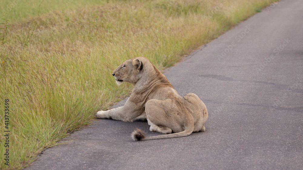 lioness in hunting mode lioness in hunting mode