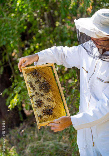 Beekeeper is working with bees and beehives on the apiary. Frames of a bee hive