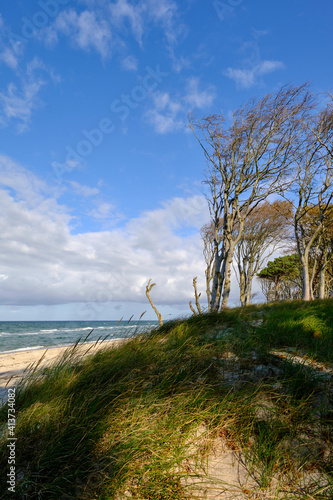 Lichtstimmung im Darßer Urwald und am Darßer Weststrand, Nationalpark Vorpommersche Boddenlandschaft, Mecklenburg Vorpommern, Deutschland photo