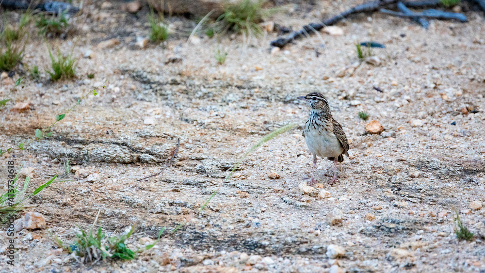 Sabota lark Sabota lark