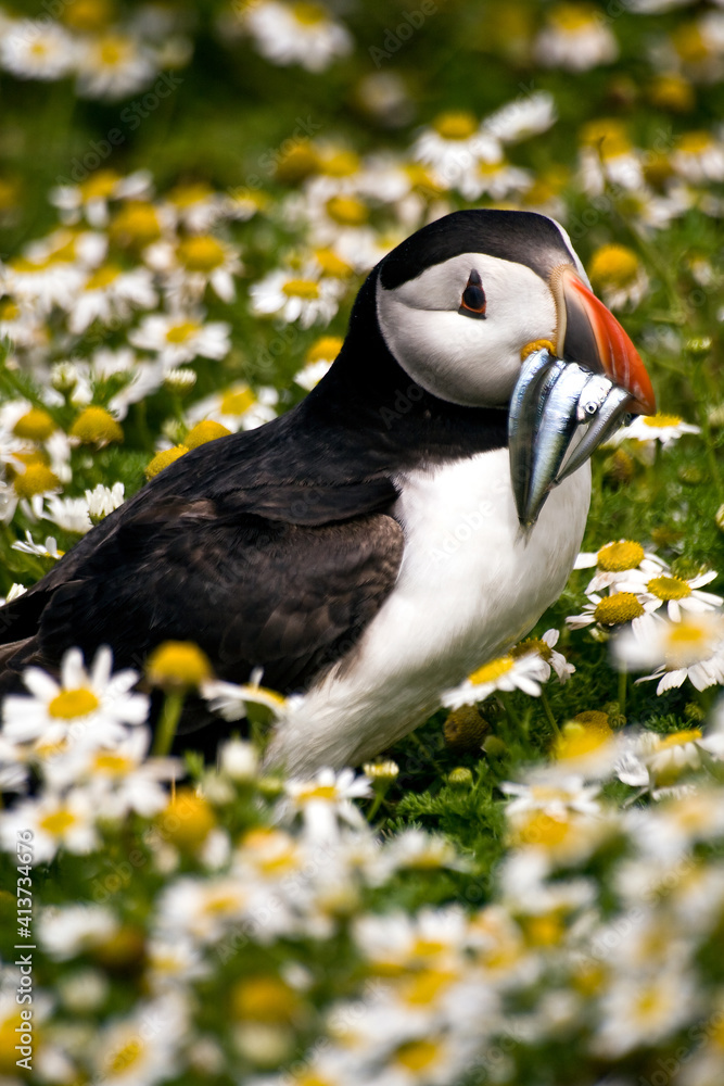 Obraz premium summer portrait of puffin bird in Skomer Island in Wales