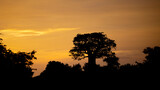 sunset over an iconic baobab tree