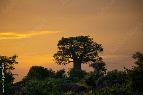 sunset over an iconic baobab tree