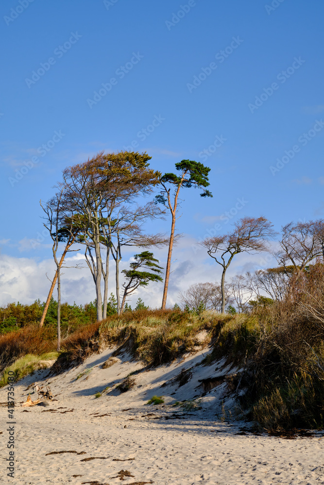 Fototapeta premium Lichtstimmung im Darßer Urwald und am Darßer Weststrand, Nationalpark Vorpommersche Boddenlandschaft, Mecklenburg Vorpommern, Deutschland