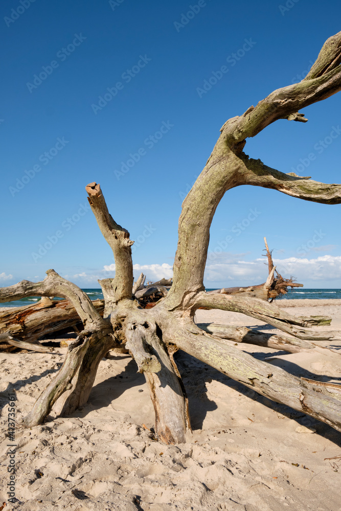 Lichtstimmung im Darßer Urwald und am Darßer Weststrand, Nationalpark Vorpommersche Boddenlandschaft, Mecklenburg Vorpommern, Deutschland Lichtstimmung im Darßer Urwald und am Darßer Weststrand, Nationalpark Vorpommersche Boddenlandschaft, Mecklenburg Vorpommern, Deutschland