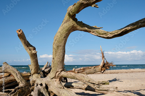 Lichtstimmung im Dar  er Urwald und am Dar  er Weststrand  Nationalpark Vorpommersche Boddenlandschaft  Mecklenburg Vorpommern  Deutschland