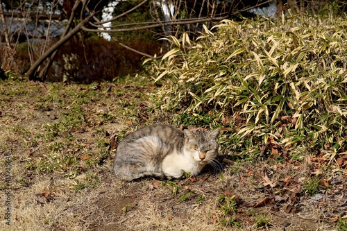 寂しそうな猫　公園の片隅で　トラネコ　冬