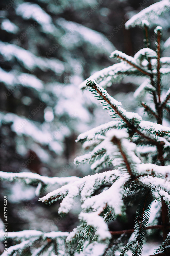 Close-up of snow covered spruce trees growing at forest