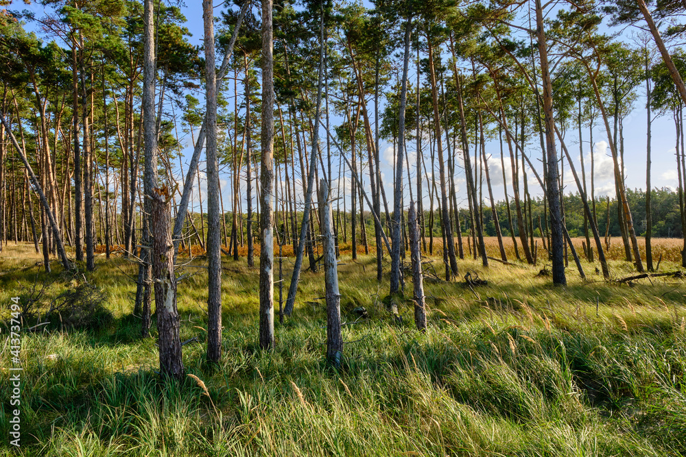Lichtstimmung im Darßer Urwald und am Darßer Weststrand, Nationalpark Vorpommersche Boddenlandschaft, Mecklenburg Vorpommern, Deutschland Lichtstimmung im Darßer Urwald und am Darßer Weststrand, Nationalpark Vorpommersche Boddenlandschaft, Mecklenburg Vorpommern, Deutschland