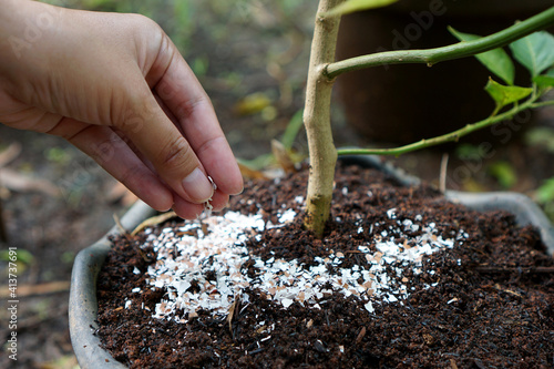 Pounded eggshells can be used as fertilizer                           