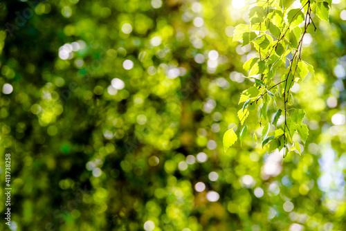 Green nature background with birch leaves 