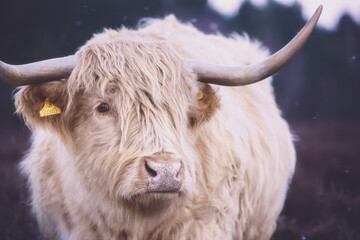 Ingelijste posters Schotse hooglander Portret van Schotse Hooglander  © Jamie Foster Photo
