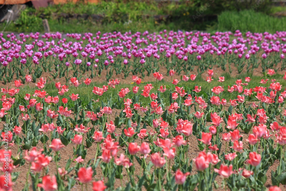 チューリップ畑。　　整然と並ぶ赤やピンクのチューリップ。