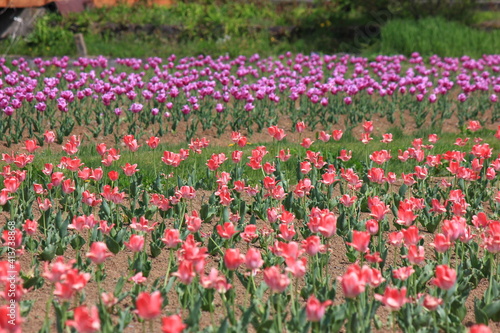 Wallpaper Mural チューリップ畑。　　整然と並ぶ赤やピンクのチューリップ。 Torontodigital.ca