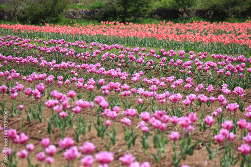 チューリップ畑。　　整然と並ぶ赤やピンクのチューリップ。 © onaka