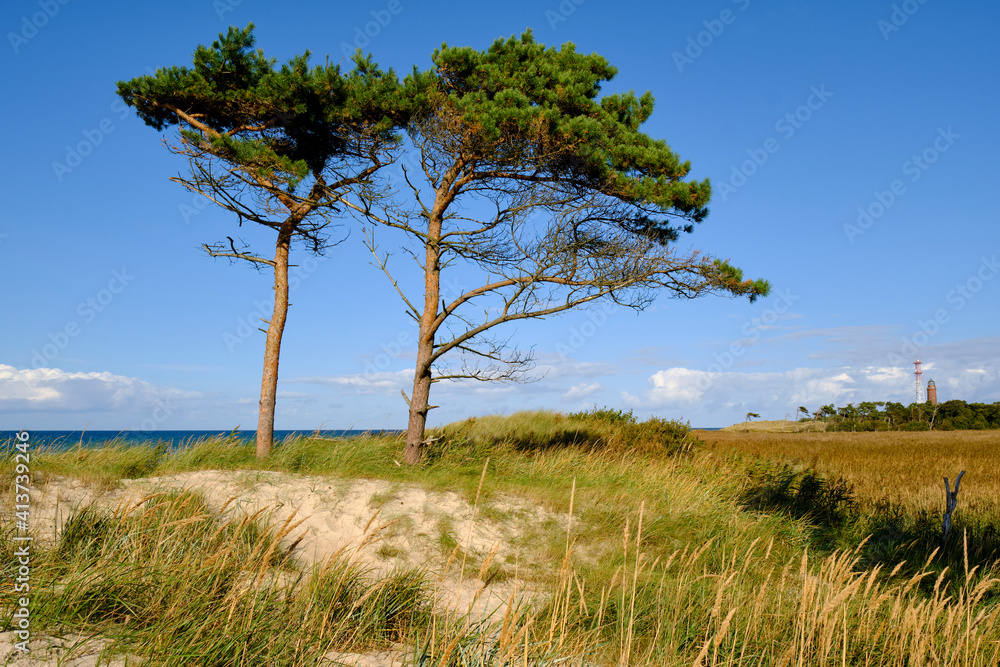 Lichtstimmung im Darßer Urwald und am Darßer Weststrand, Nationalpark Vorpommersche Boddenlandschaft, Mecklenburg Vorpommern, Deutschland Lichtstimmung im Darßer Urwald und am Darßer Weststrand, Nationalpark Vorpommersche Boddenlandschaft, Mecklenburg Vorpommern, Deutschland