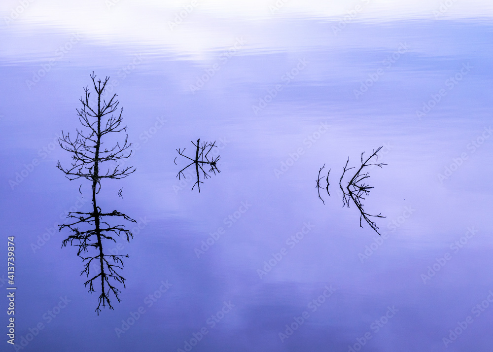 Fototapeta premium silhouettes of old dead tree branches in the lake, flooded forest