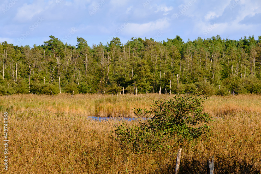 Lichtstimmung im Darßer Urwald und am Darßer Weststrand, Nationalpark Vorpommersche Boddenlandschaft, Mecklenburg Vorpommern, Deutschland Lichtstimmung im Darßer Urwald und am Darßer Weststrand, Nationalpark Vorpommersche Boddenlandschaft, Mecklenburg Vorpommern, Deutschland