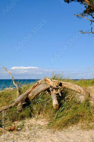 Lichtstimmung im Darßer Urwald und am Darßer Weststrand, Nationalpark Vorpommersche Boddenlandschaft, Mecklenburg Vorpommern, Deutschland photo