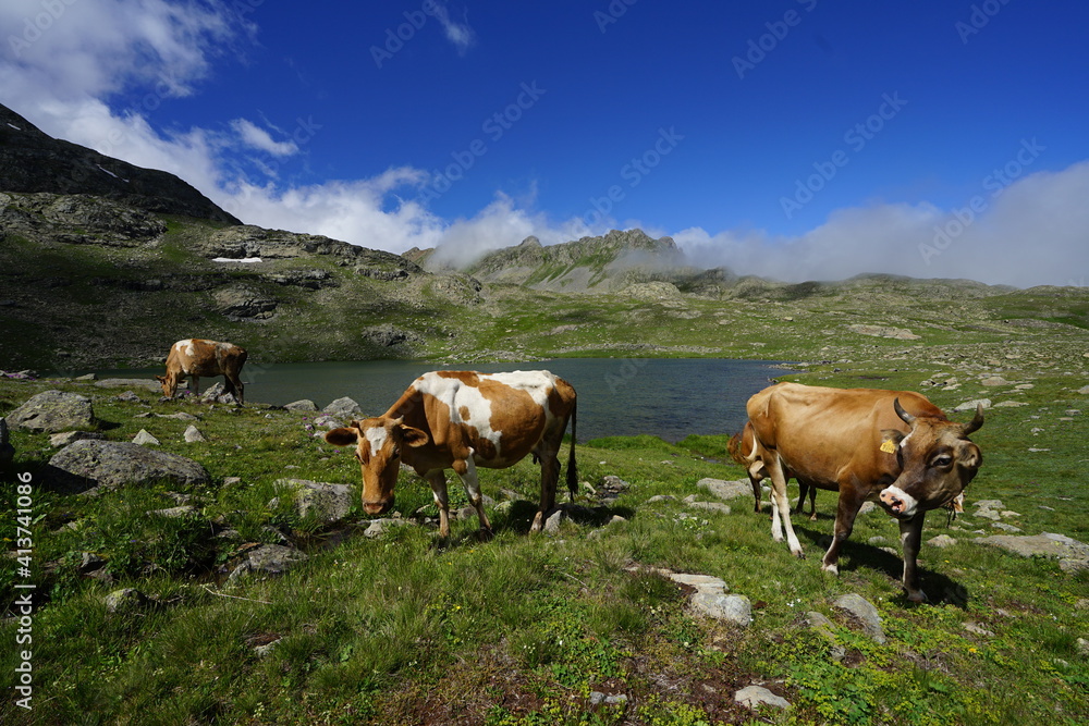 from Turkey, ovit, ovit mountain, cow, plateau, lake, dagbasi lake, 