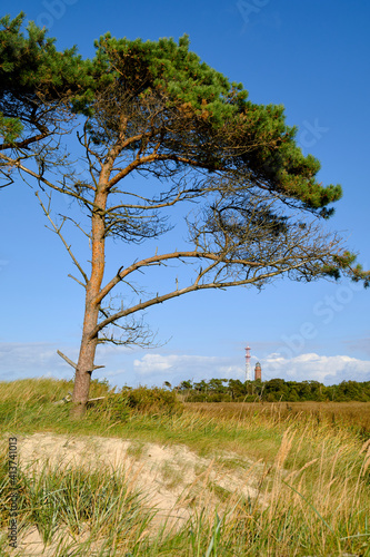 Lichtstimmung im Darßer Urwald und am Darßer Weststrand, Nationalpark Vorpommersche Boddenlandschaft, Mecklenburg Vorpommern, Deutschland photo