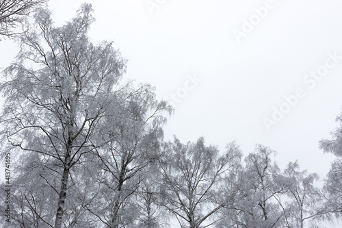 Crowns of trees with branches, covered with hoarfrost on a gray plain background of the winter sky.