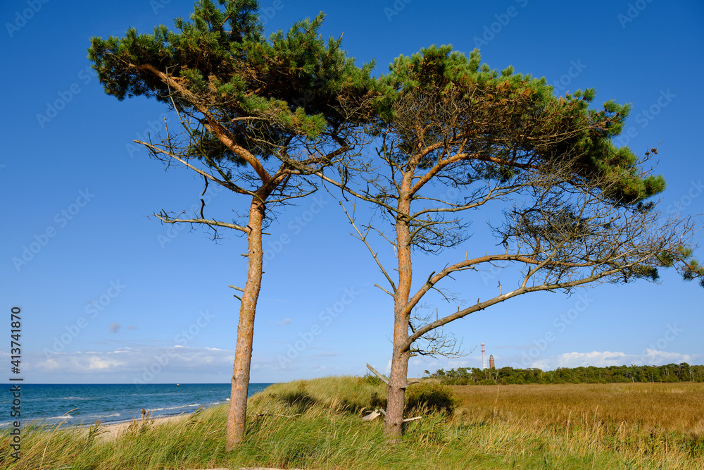 Obraz premium Lichtstimmung im Darßer Urwald und am Darßer Weststrand, Nationalpark Vorpommersche Boddenlandschaft, Mecklenburg Vorpommern, Deutschland