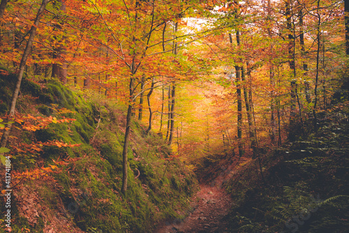 Herbstwald © TomKlar