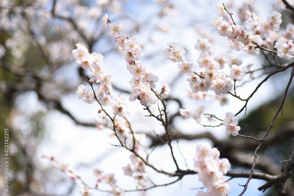 In Japan, Japanese apricot blossoms are in full bloom in February. In Japan, Japanese apricot blossoms are in full bloom in February.