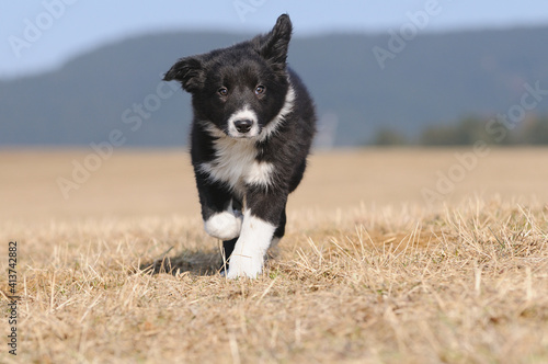 American Border Collie puppy 8 weeks
