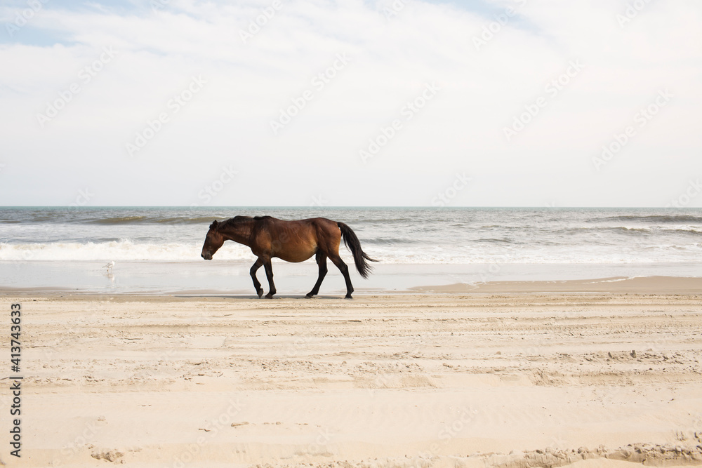 Side view of horse walking at beach against sky Side view of horse walking at beach against sky