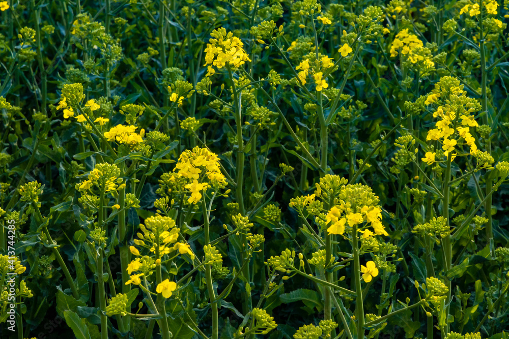 Small yellow young colza flower with green stalks Small yellow young colza flower with green stalks