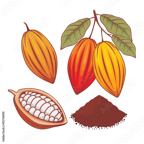 Illustration of whole cocoa bean, ripe cocoa and cocoa powder 