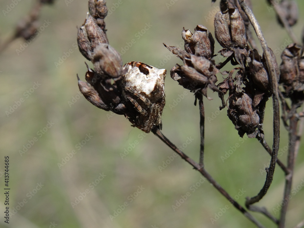 Gibbaranea bituberculata on a dry, brown branch with blurred background.