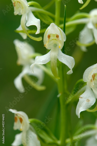 Grünliche Waldhyazinthe, Platanthera chlorantha photo