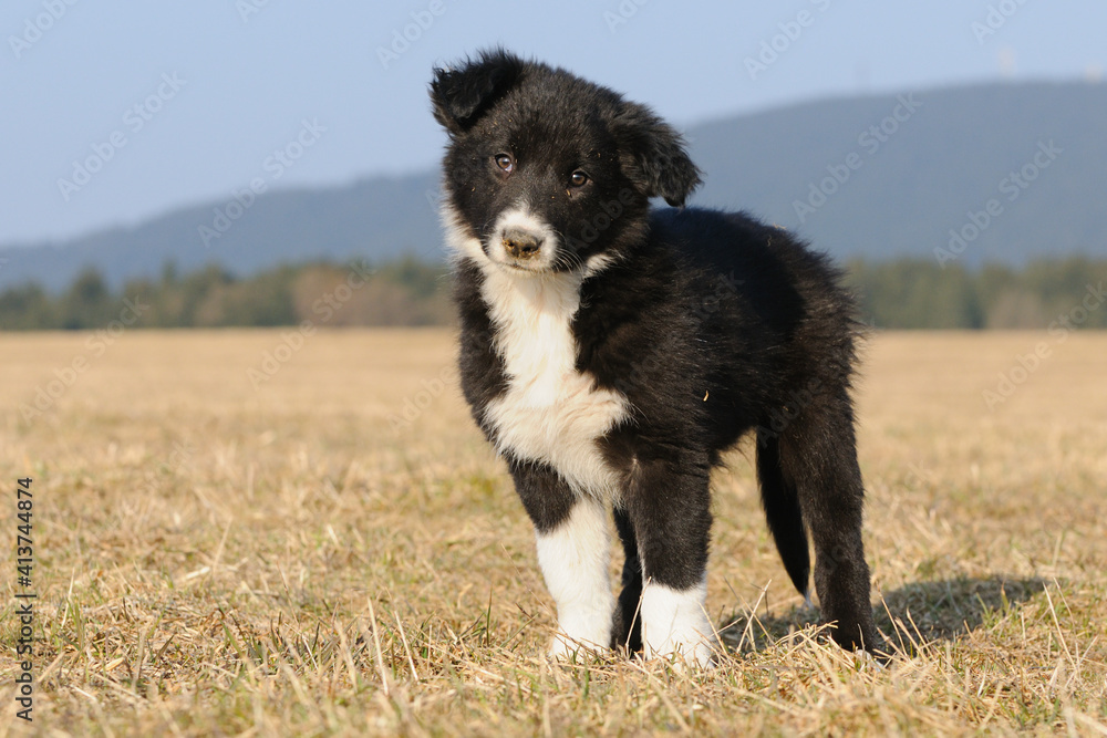 American Border Collie puppy 8 weeks stands in the field American Border Collie puppy 8 weeks stands in the field