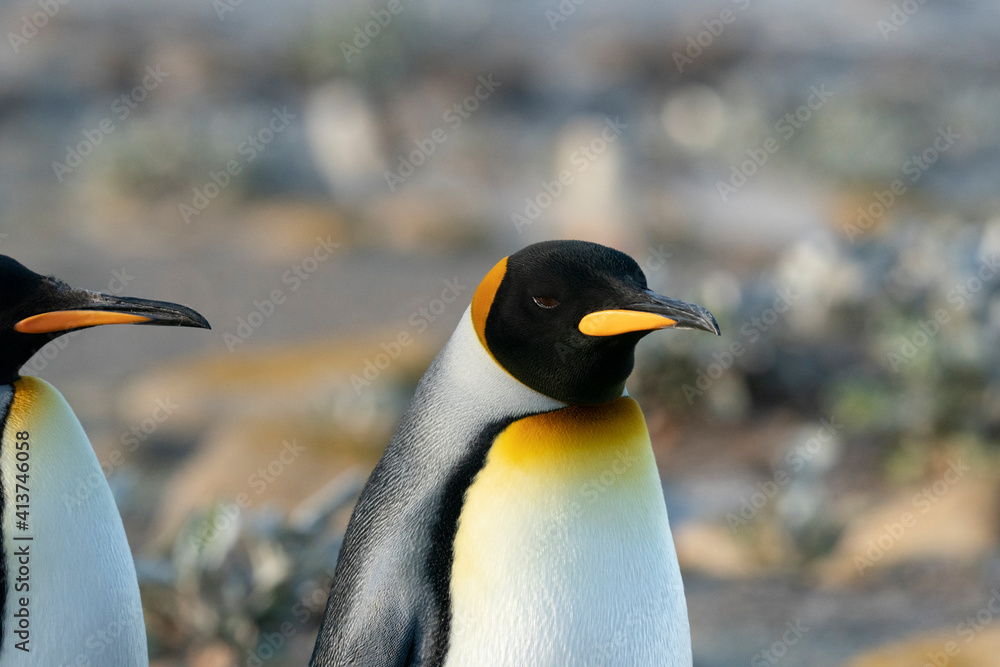 Fototapeta premium The King Penguin (Aptenodytes patagonicus)