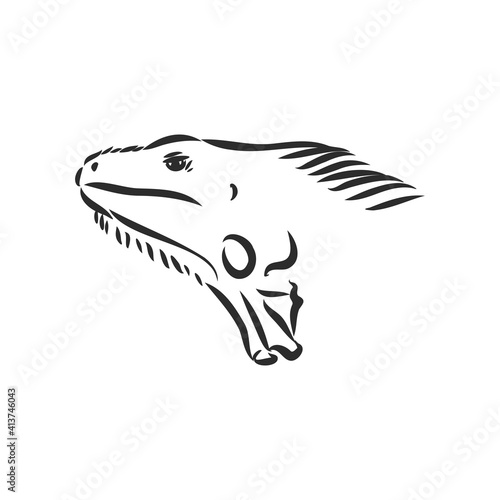 Lizard iguana isolated. Black and white reptile. Vector illustration. Hand drawing realistic. Vintage engraving of wildlife. iguana vector sketch on a white background