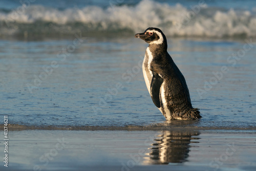 The Magellanic Penguin (Spheniscus magellanicus) © Johannes Jensås
