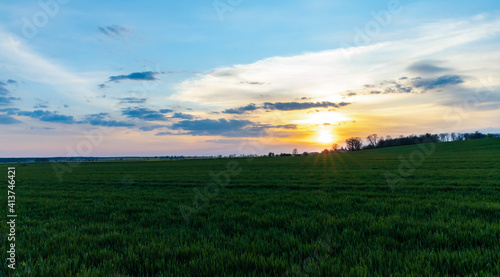 Green and yellow fields of colza at cloudy sunset