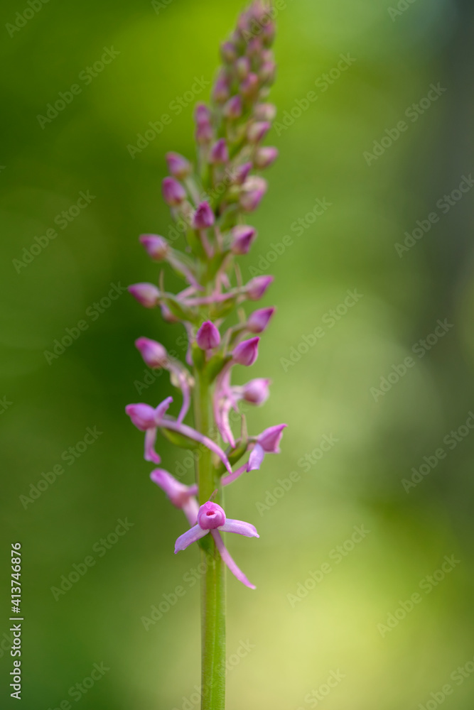 Obraz premium Grasartige Händelwurz, Gymnadenia graminea, Händelwurz