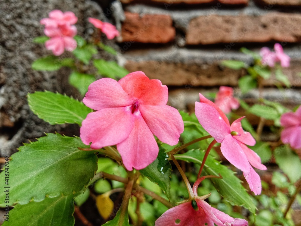 pink flower pink flower