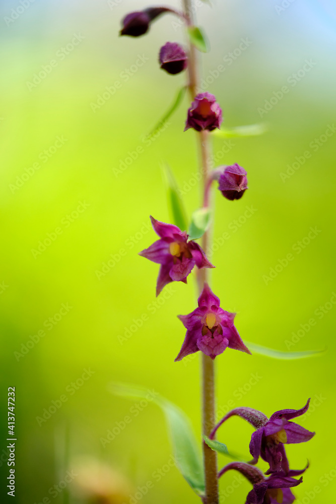 Braunrote Stendelwurz, Rotbraune Stendelwurz, Braunroter Sitter, Epipactis atrorubens Braunrote Stendelwurz, Rotbraune Stendelwurz, Braunroter Sitter, Epipactis atrorubens