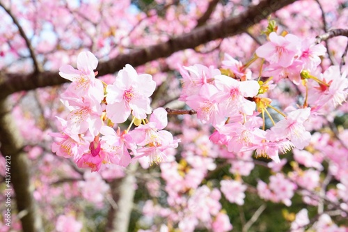 Wallpaper Mural 満開の河津桜 Torontodigital.ca