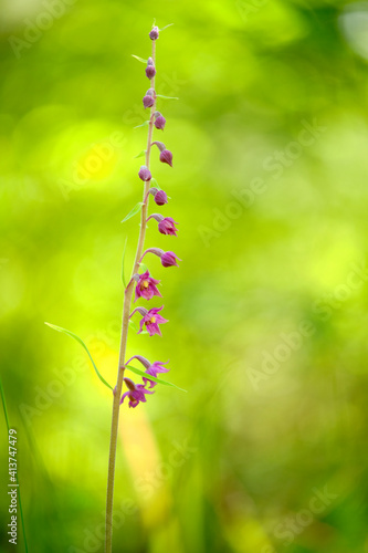 Braunrote Stendelwurz, Rotbraune Stendelwurz, Braunroter Sitter, Epipactis atrorubens photo