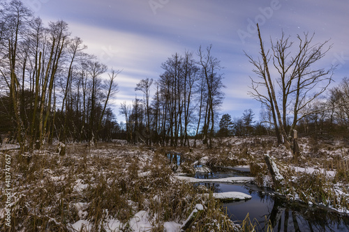 Forest in winter with snow. Morasko, Poland. photo