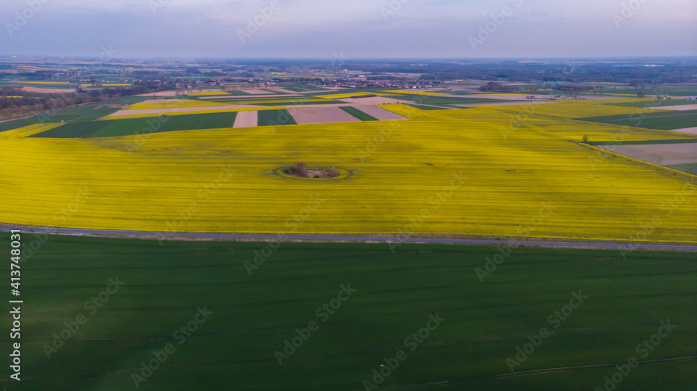 Fototapeta premium Aerial drone look to green and yellow fields at sunset