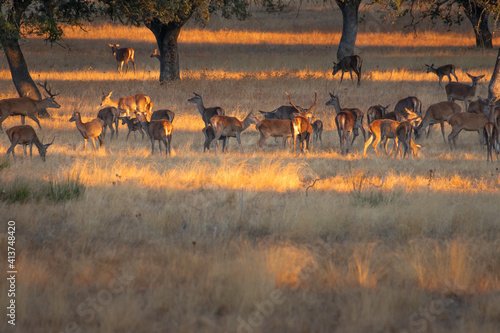 Murais de parede Herd of deer in Monfrague National Park, Spain during sunset